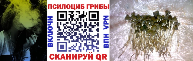 наркота мориарти как зайти Галлюциногенные грибы Psilocybine cubensis Балей